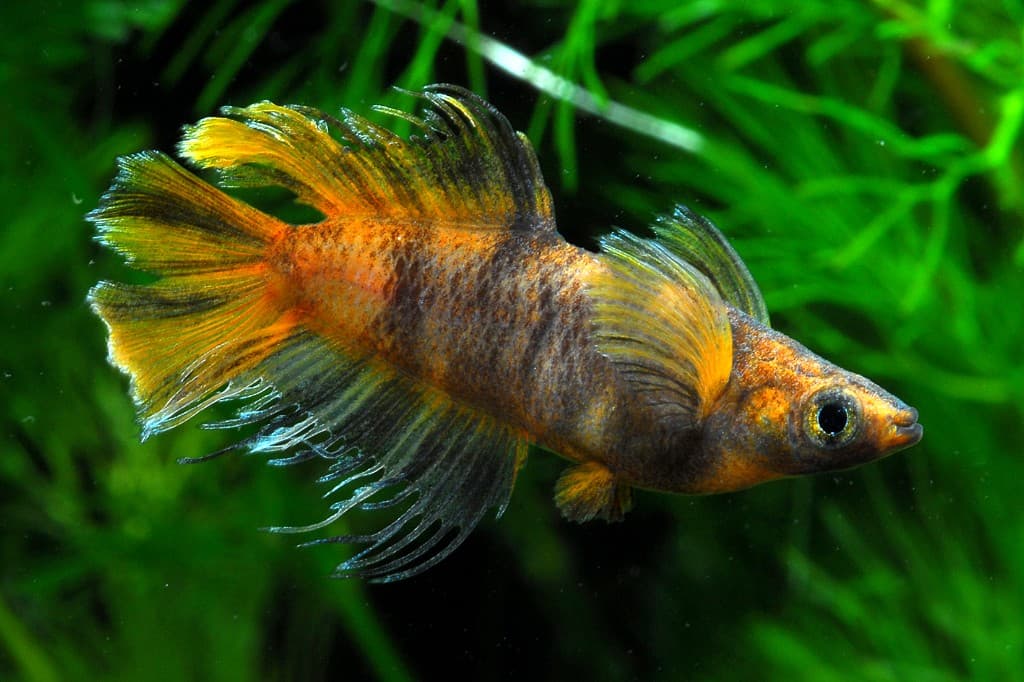 品種名：潤の高級メダカ（鑑賞個体）