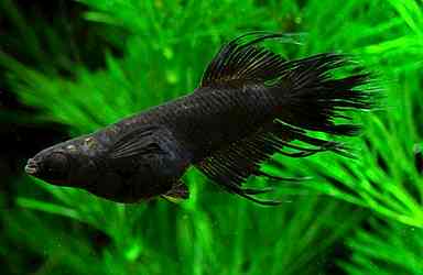 Instagramで公開している鎖メダカの投稿の写真