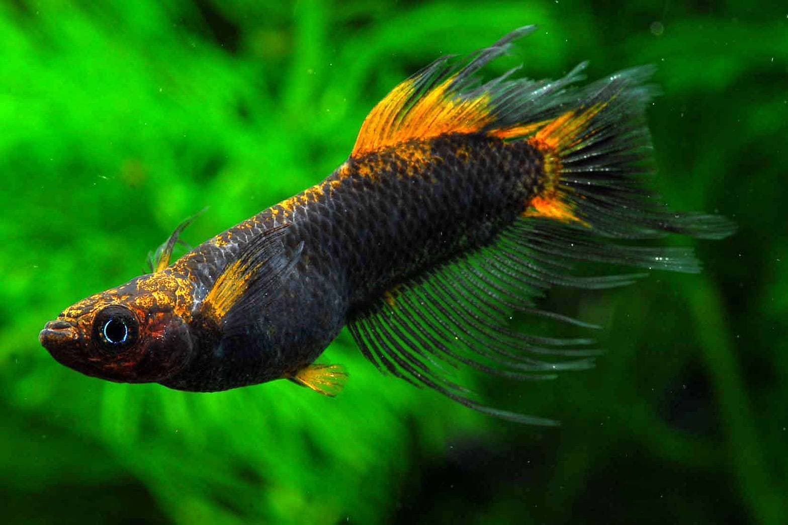 Instagramで公開している鎖メダカの投稿の写真