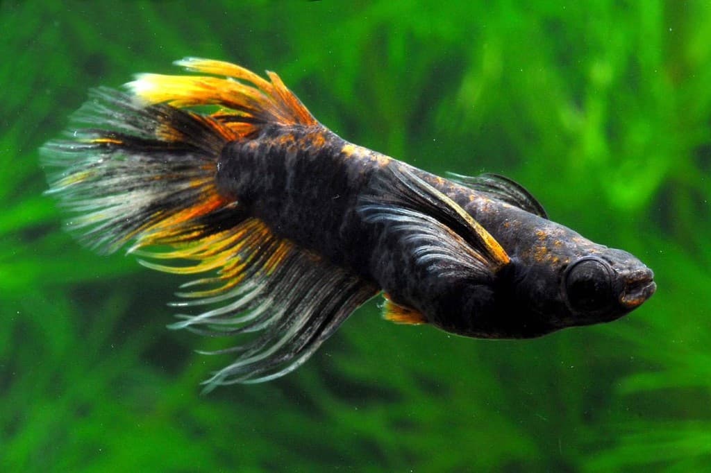 希少品種の群泳