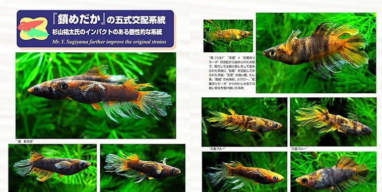 受賞メダカと盾のイメージ