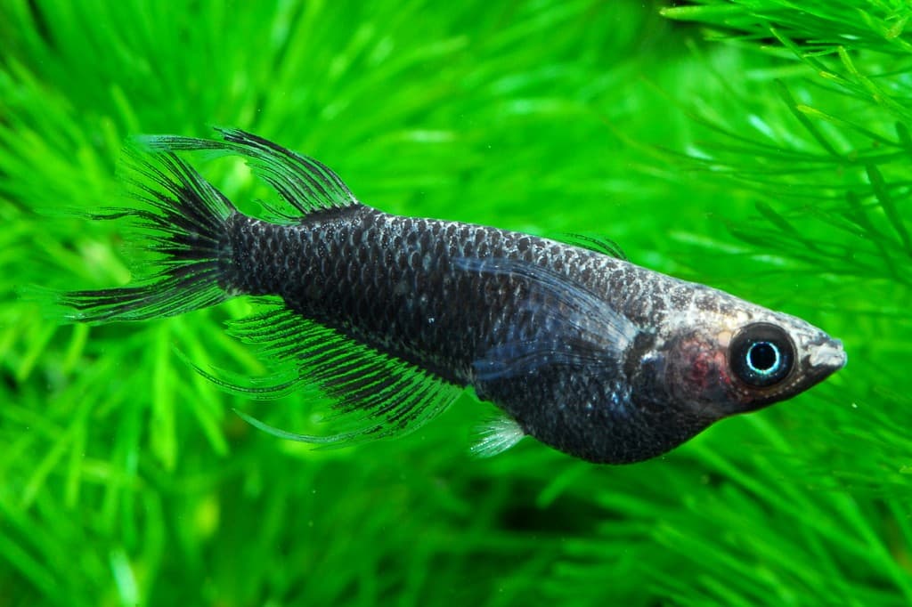 品種名：白美神の高級メダカ（鑑賞個体）