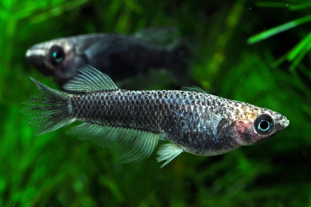 Instagramで公開している鎖メダカの投稿の写真