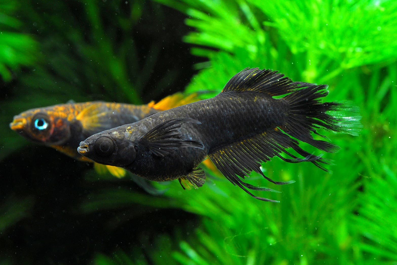 五式タイプRをベースにした独自交配のメダカ