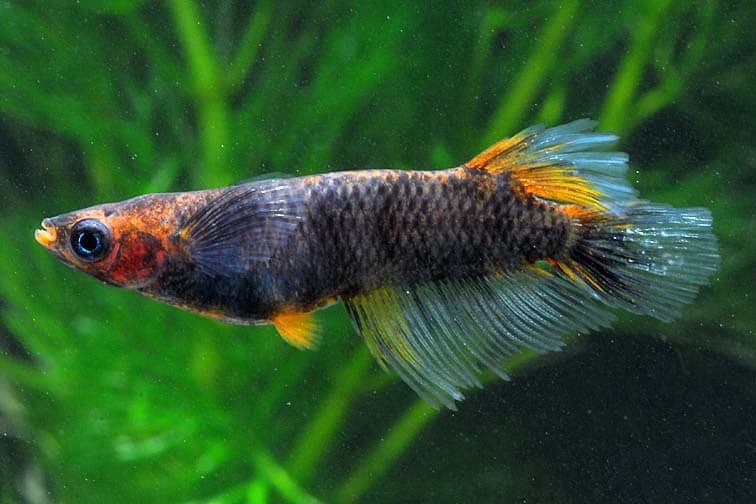 品種名：初代　滝の高級メダカ