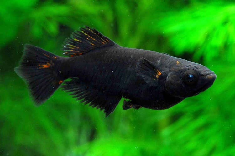 品種名：夢神の高級メダカ