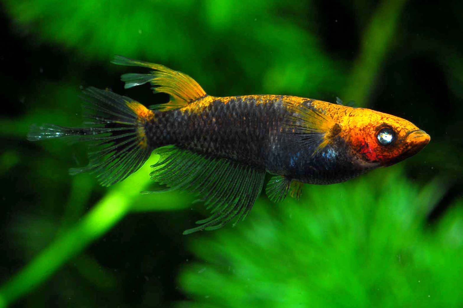 品種名：スヌープ　スモールアイの高級メダカ